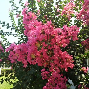 Lagerstroemia Indica (Myrta krepová) ´VIOLACEA´ - kont. C10L, výška 130-150 cm